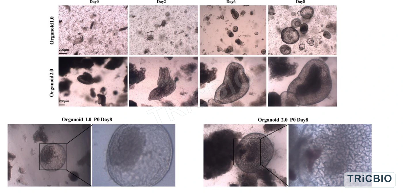 Bright-field images of human fallopian tube organoids across time points and culture formats