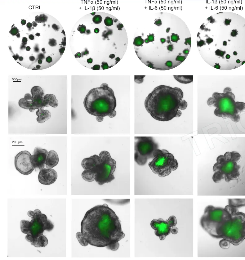 FITC-Dextran barrier-permeability imaging in mouse intestinal organoids