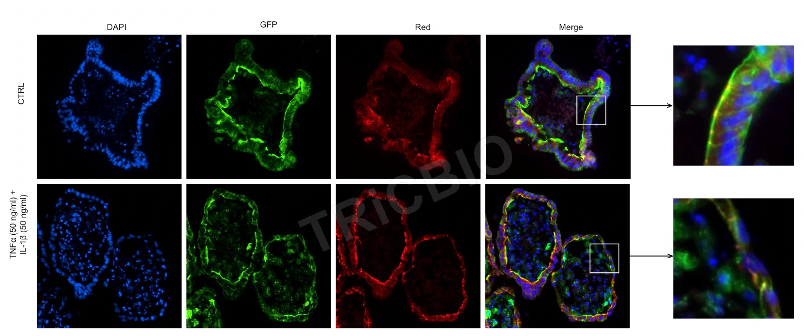 F-actin and ZO-1 immunofluorescence in mouse intestinal organoids