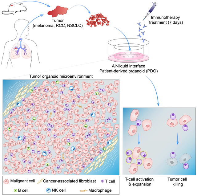Original graphical abstract from the 2018 Cell paper