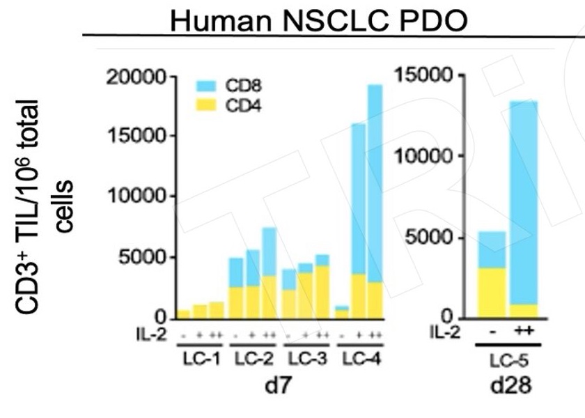 人源NSCLC PDO在不同培养时间和IL-2条件下的CD4与CD8相关TIL读数
