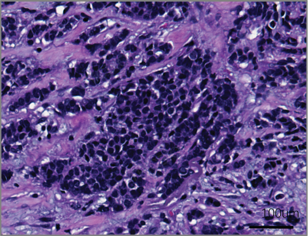 Source-tissue H&E morphology