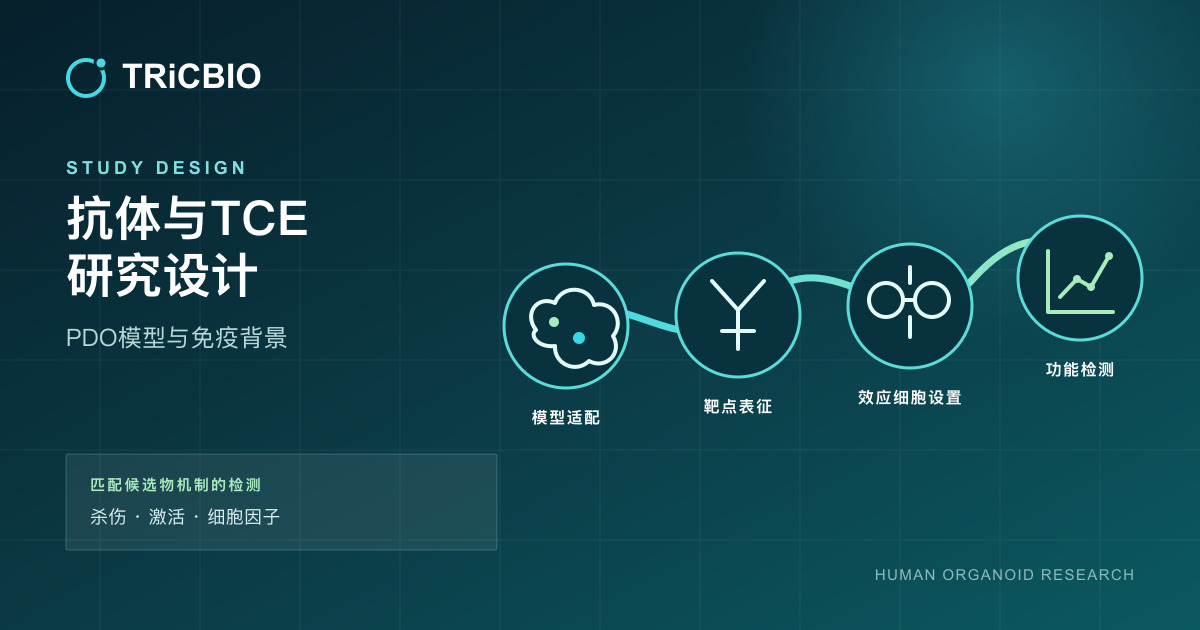 抗体、双/多抗与TCE类器官研究从靶点和模型选择到功能终点的设计图